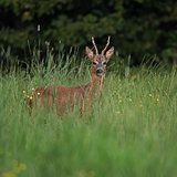 Roe deer